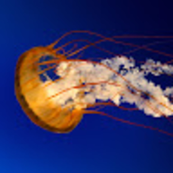 Meet your Posher, P - Picture 1 of 1